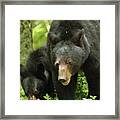 Black Bear And Cub On Ground Framed Print
