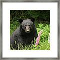 Black Bear And Lupines Framed Print