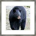 Black Bear At Banff National Park Framed Print