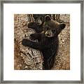 Black Bear Cubs - Curious Cubs Framed Print