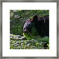 Black Bear Eating Leaves With Mouth Open Showing His Teeth Framed Print