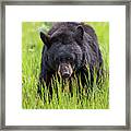 Black Bear On The Prowl Framed Print