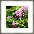 Black Bee On Small Purple Flower Framed Print