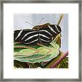 Black Butterfly Framed Print