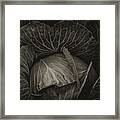 Black Cabbage Framed Print