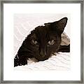 Black Cat In Chenille Framed Print
