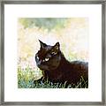 Black Cat In The Sun Framed Print