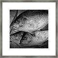 Black Crappie Panfish With Fish Filet Knife In Black And White Framed Print