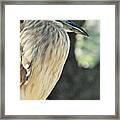 Black Crowned Night Heron #1 Framed Print