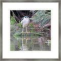 Black-crowned Night Heron Adult 7431-021418-2cr Framed Print