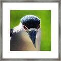 Black Crowned Night Heron Framed Print