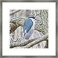 Black-crowned Night-heron Framed Print