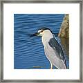 Black-crowned Night Heron Framed Print