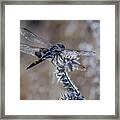 Black Dragonfly 2 Framed Print