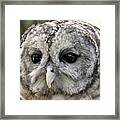 Black Eye Owl Framed Print
