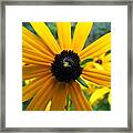 Black-eyed Susan And A Traveler Framed Print