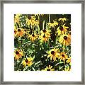Black-eyed Susan Yellow Flowers Framed Print