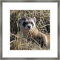 Black-footed Ferret Up Close Framed Print