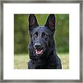 Black German Shepherd Dog Framed Print