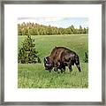 Black Hills Bull Bison Framed Print