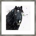 Black Horse Staring In The Snow Framed Print