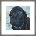Black Labrador With Copper Eyes Portrait Ii Framed Print