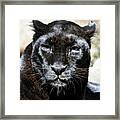 Black Leopard Framed Print
