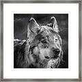 Black N White Wolf Framed Print