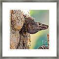 Black Or Spiny-tailed Iguana Framed Print