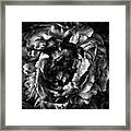 Black Peony Flower Framed Print