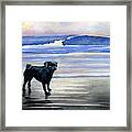 Black Pug At The Beach Framed Print