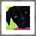 Black Puppy - Shelter Dog Framed Print