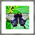 Black Spring Butterfly Framed Print