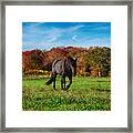 Black Stalion In The Fall Colors Framed Print