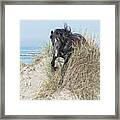 Black Stallion #2 Framed Print