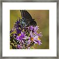 Black Swallowtail And Aster 2013-1 Framed Print