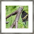 Black Swallowtail And Chrysalis Framed Print
