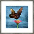Black Swallowtail Butterfly Framed Print
