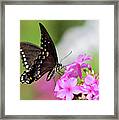 Black Swallowtail No. 1 Framed Print