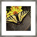 Black Swallowtail Framed Print