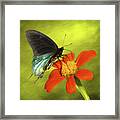 Black Swallowtail Framed Print