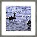 Black Swan Family Framed Print