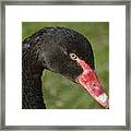 Black Swan Portrait Framed Print