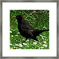 Blackbird Framed Print