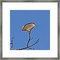 Black-crowned Night Heron #1 Framed Print