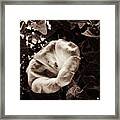 Bloom In Sepia Framed Print