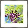 Bloom Of Purple Acacia Tree Framed Print