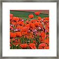Bloom Red Poppy Field Framed Print