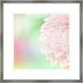 Bloom Framed Print