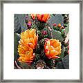 Blooming Cactus Framed Print